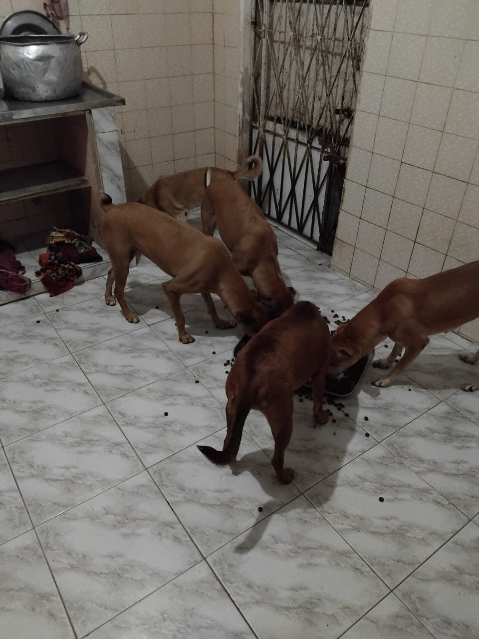 Foto do relatório Repasse da Prefeitura de Fev/2026